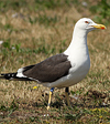 juvenile LBBG in October, ringed in Norway. (131273 bytes)